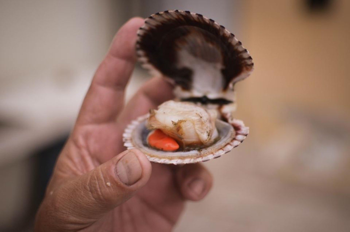 Capasanta appena aperta nella mano del pescatore